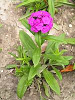 Dianthus barbatus 'Noverna Purple' (1) (Photo F. Mrugala)
